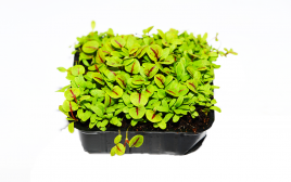 Simply Fresh Red Sorrel-MH   Box  1 pcs